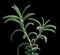 Branch of rosemary macro in soda water with droplets isolated on black background