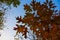 Branch with rusty leaves