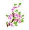 Branch sakura, illustration cherry blossom, with flowers in anime style. Unorthodox East Asian decoration tradition in