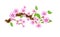 Branch sakura, illustration cherry blossom, with flowers in anime style. Unorthodox East Asian decoration tradition in