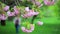 Branch of sakura tree sways in wind at the background of female figure passing by.