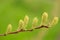 Branch with salix flower