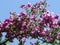 Branch of santarrita plant with flowers of red and fuxia colors falls with blue sky in background