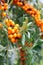 Branch of sea buckthorn berries