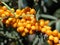 Branch of sea-buckthorn berries