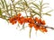 Branch of sea buckthorns, Hippophae Rhamnoides, with ripe berries