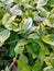 A branch of a shrub with yellow-green leaves and ladybugs on them