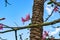 Branch of a silk floss tree with huge cone-shaped thorns and large delicate pink flowers against a blue sky. Decorative exotic