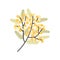 Branch of Silver Wattle or Mimosa with gorgeous blooming yellow flowers and leaves. Spring plant. Natural decorative