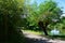 Branch similarity - bamboo foliage and willow tree on the other side of the road next to water pond