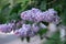 A branch of sirens on a tree in a park. Beautifull flowers of lilac tree at spring. Background.