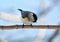 On a branch sits a bird Poecile palustris, Parus palustris