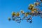 A Branch of Slash Pine Needles on a Blue Florida Sky