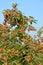 Branch with small apples on the sky background