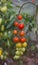 Branch with small cherry tomatoes of different ripeness