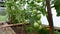 Branch of small medium sized green tomatoes shaking in greenhouse