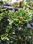 Branch with small ornamental leaves of shrub Cotoneaster atropurpureus Variegatus, native in Hubei province of China