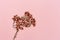 Branch with small pink flower on pink paper background. Minimal romantic background