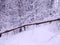 A branch in a snow-covered forest in winter, crossing the frame diagonally