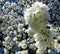 Branch with snow-white cherry blossoms and blue sky as background 5