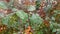 Branch of spiraea with autumn leaves covered with water drops