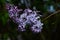 Branch with spring blossoms lilac flowers, blooming floral background