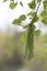 Branch spring flowering aspen forest background