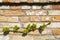 branch of  spring vine on the brick wall