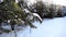 Branch of spruce against the background of a winter forest