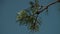 Branch of spruce, pine