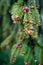 Branch of spruce with young pink cones, high Tatra mountains, Slovakia