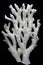 Branch Staghorn coral is on a dark background