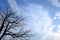 Branch structure of tree and death wood White background