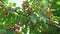 branch with sweet cherries. harvest of berries and fruits.