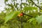 Branch sweet cherry, Prunus avium, with  red coloring cherry