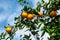 Branch of sweet orange tree with oranges