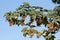 Branch of Sycamore maple Acer pseudoplatanus with green foliage and fruits against the blue sky