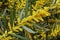 Branch of sydney golden wattle in bloom