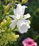 Branch of Tender White Flowers of Campanula medium Bluebell, Cup and Saucer Cultivar