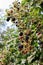 Branch of Thornless blackberry Rubus ulmifolius, fruticosus with ripening fruits