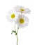 Branch with three flowers of chrysanthemums isolated on white background