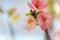 A branch of three pink crab-apple flower