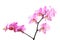 Branch of tiger\'s violet orchids isolated
