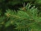 Branch tip of White Fir coniferous tree, latin name Abies Concolor, during spring season in early may.