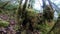 Branch and tree covered with moss in forest