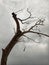 A branch of a tree that is dry and dying from a long drought against a cloudy sky in the background. hope to live.