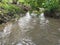 a branch of a tree with green leaves hangs over a stream