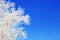 Branch of a tree in hoarfrost on background blue sky