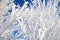 Branch of a tree in hoarfrost on background blue sky