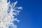 Branch of a tree in hoarfrost on background blue sky